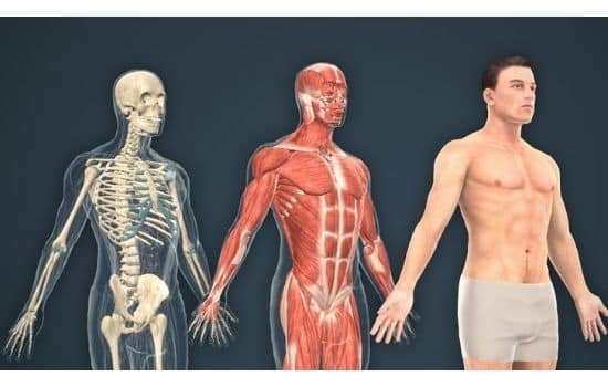 Ver esqueleto humano en 3D, descargar aplicaciones gratuitas.