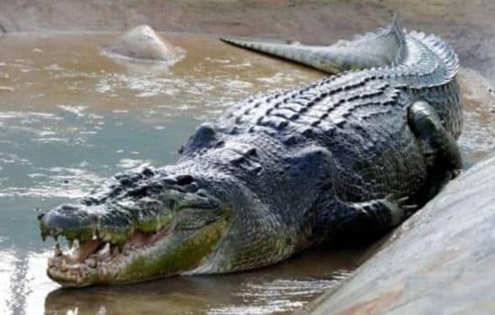 Las curiosidades sobre el cocodrilo más grande del mundo