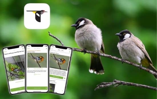 Usa aplicaciones para descubrir el sonido de las aves