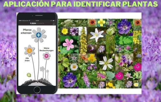App gratuita para identificar plantas